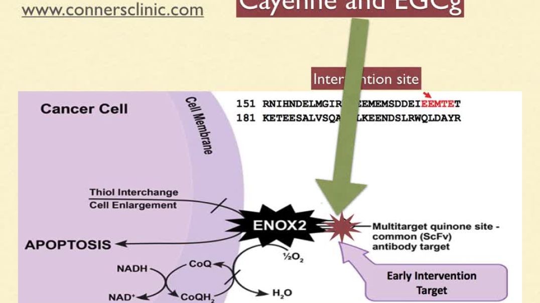 ⁣ENOX2 Inhibition - A Novel Approach to Cancer