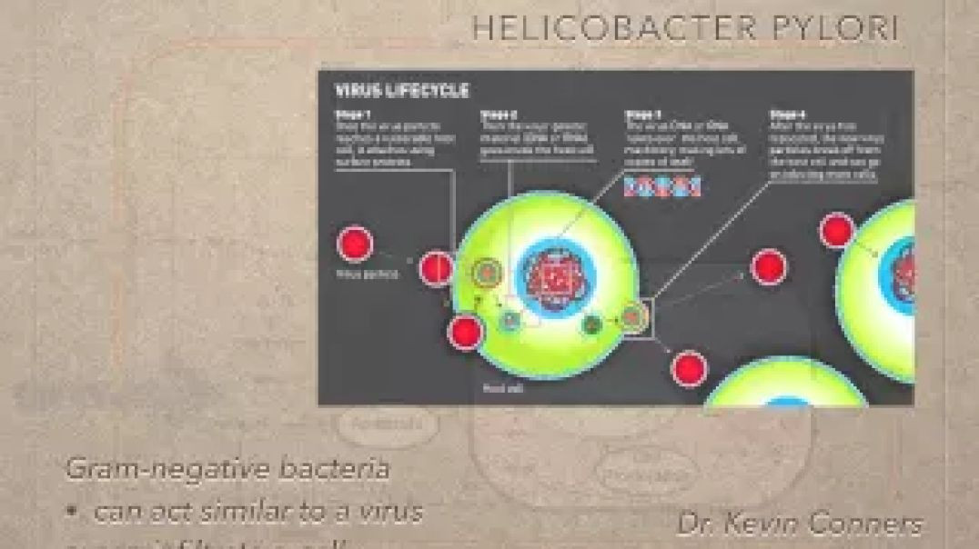 ⁣Mechanisms of Cancer - H. Pylori Dr. Kevin Conners