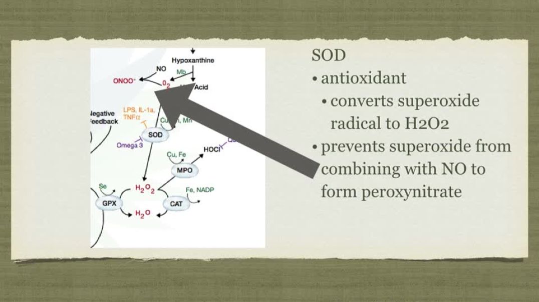 ⁣SOD and your GENES