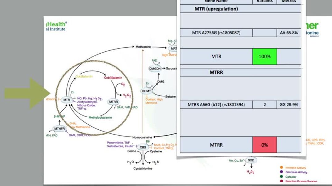 ⁣Genetics - Methionine Cycle  & Making SAMe