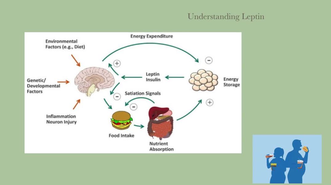 ⁣Leptin Balancer