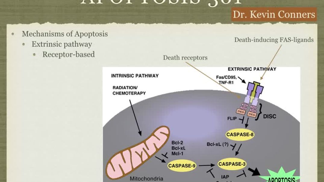 Apoptosis 301: Alternative Cancer