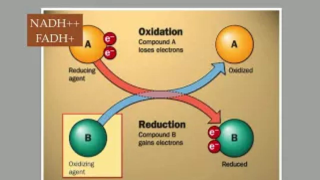 ⁣Genetics - Energy Production