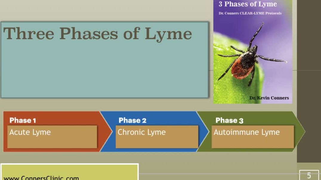 3 Phases of Lyme