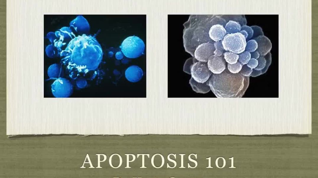 ⁣Apoptosis 101 for Cancer Patients