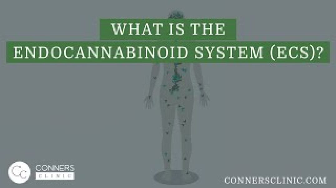 What is the Endocannabinoid System (ECS)?