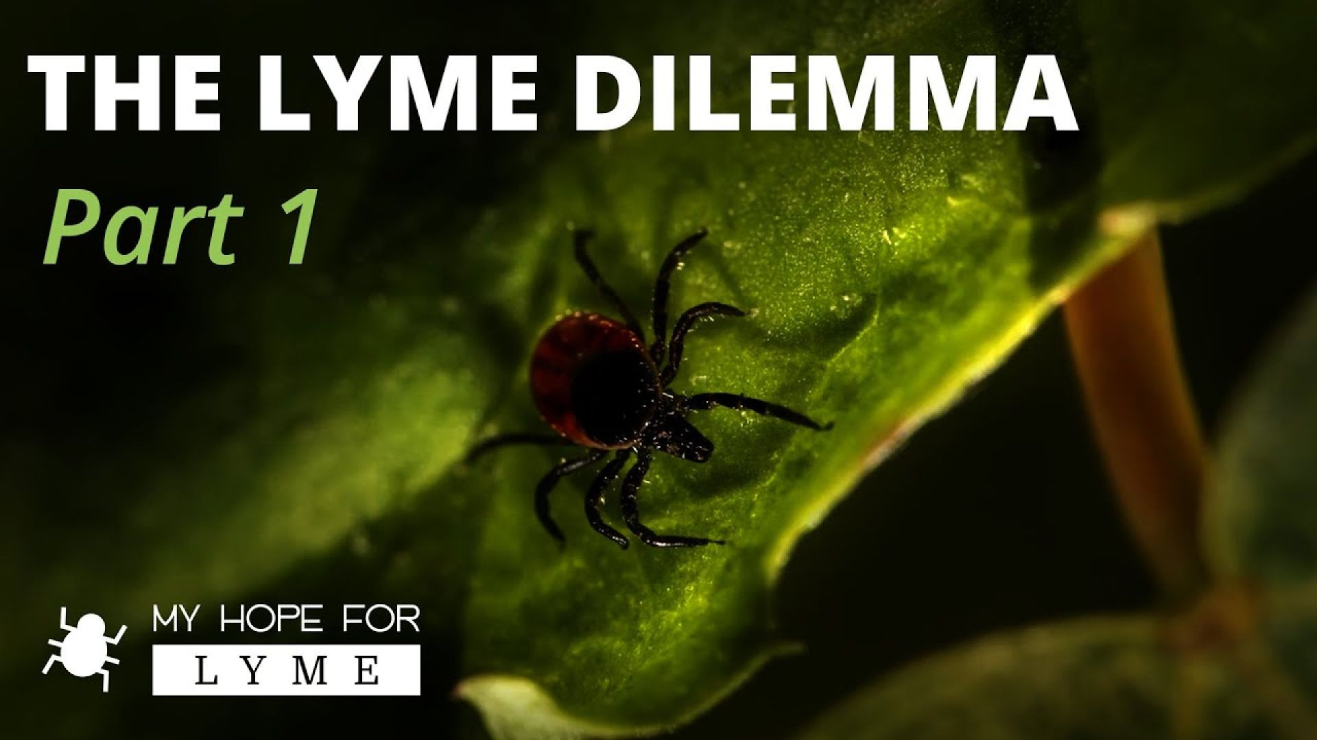 The Lyme Dilemma: Part 1